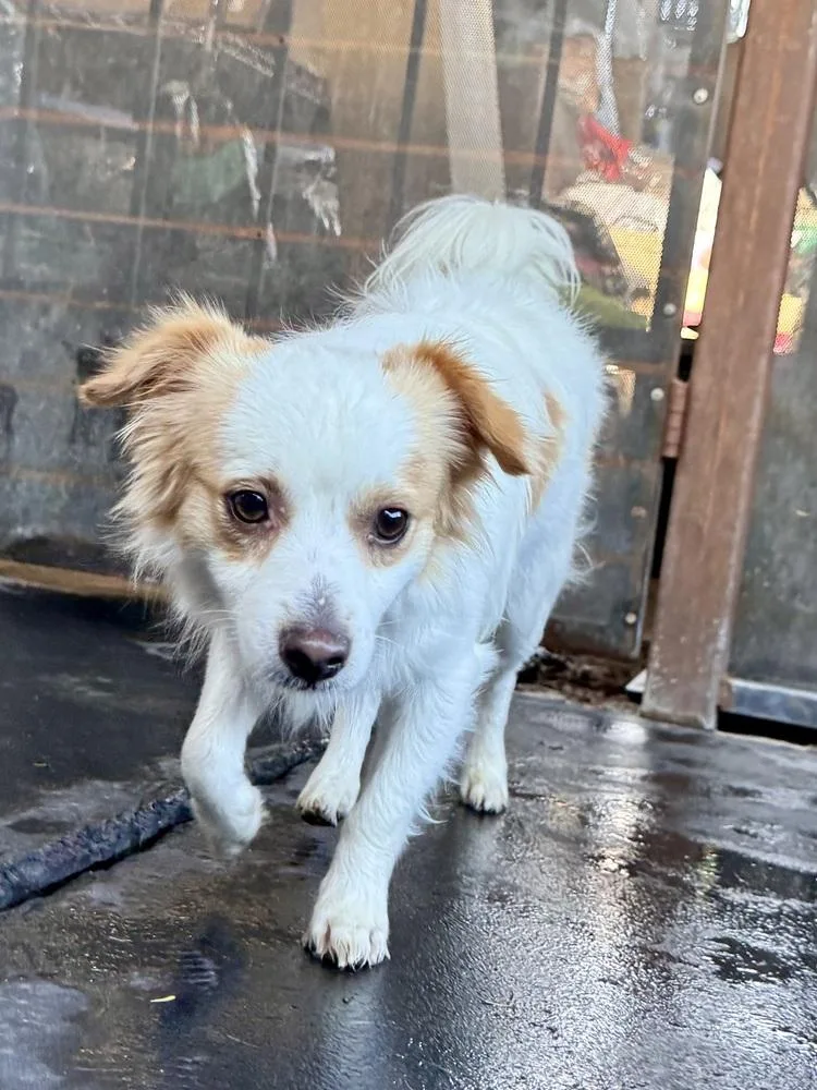 An adult small-sized male Papillon dog named Benny for adoption in TUCSON, AZ