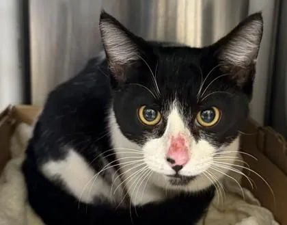 An adult small-sized male Domestic Short Hair cat named Peter for adoption in Honolulu, HI