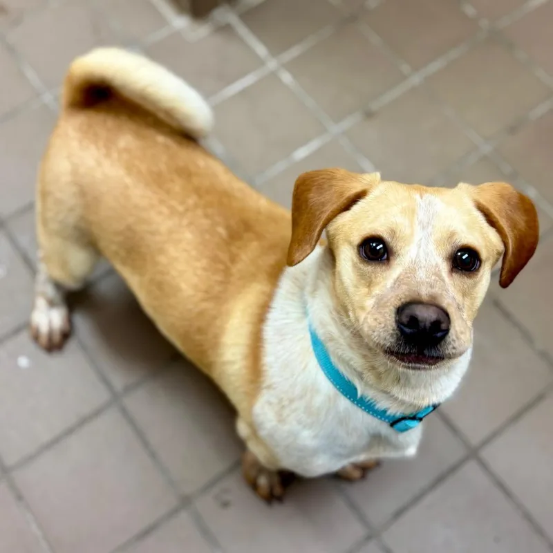 A young medium-sized male Yellow / Tan / Blond / Fawn Mixed Breed dog named Torpedo for adoption in Westhampton, NY