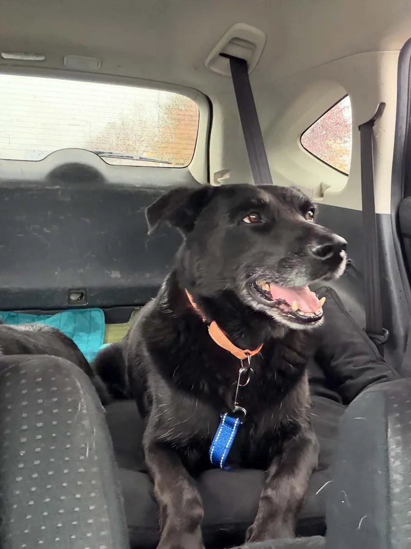 A senior large-sized male Black Labrador Retriever dog named Tango for adoption in Arlee, MT