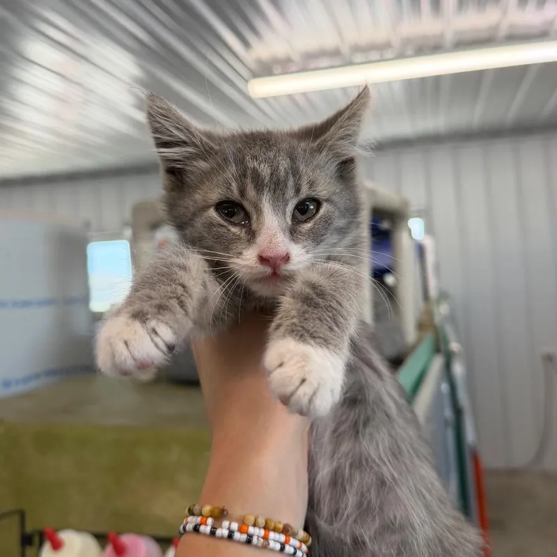 A baby small-sized female Domestic Short Hair cat named Tizzy for adoption in Spanish Fork, UT