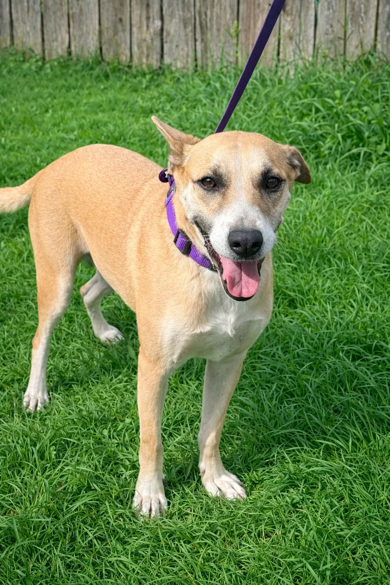 An adult medium-sized male German Shepherd Dog dog named Dodger for adoption in McAllen, TX