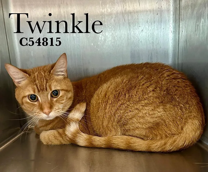 Twinkle
