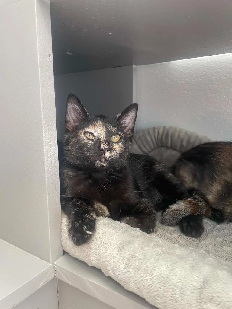 A baby medium-sized female Domestic Short Hair cat named Luna for adoption in Hamilton, OH