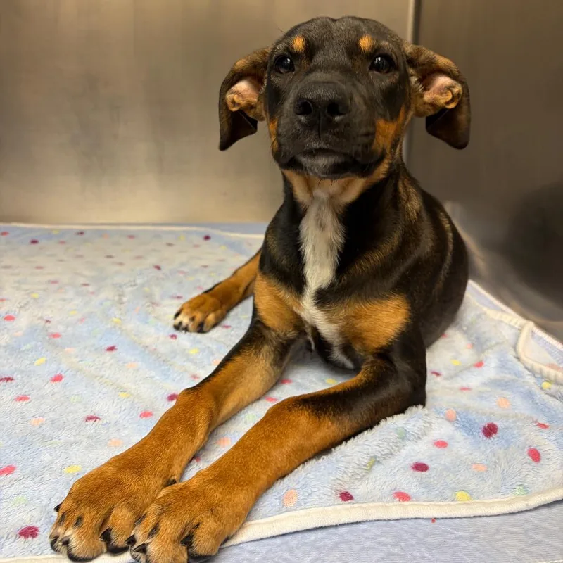 A baby small-sized female Black Shepherd dog named Pauline for adoption in Corpus Christi, TX
