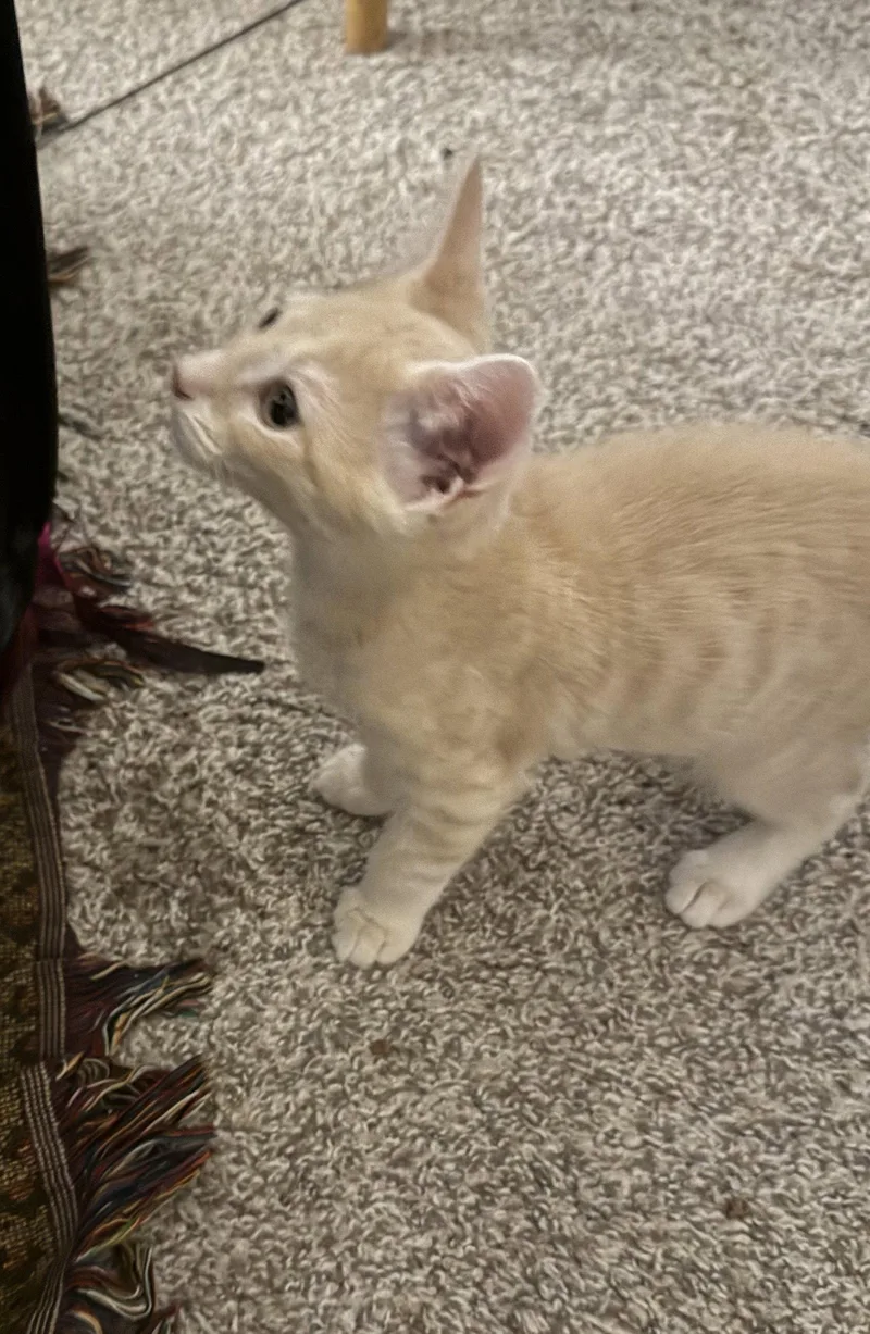 A baby medium-sized male Orange & White Domestic Short Hair cat named Breuer for adoption in Walled Lake, MI