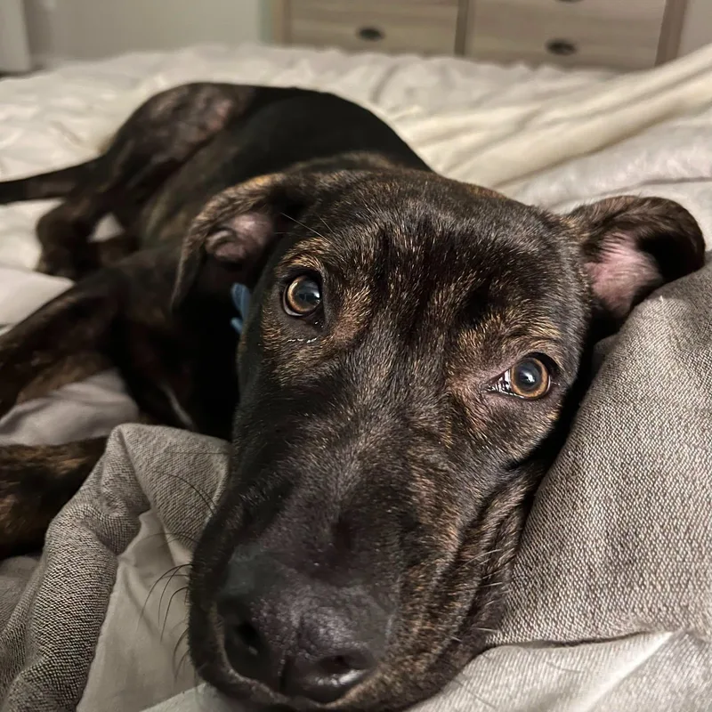A young medium-sized male Pit Bull Terrier dog named Creed for adoption in Bryan, TX