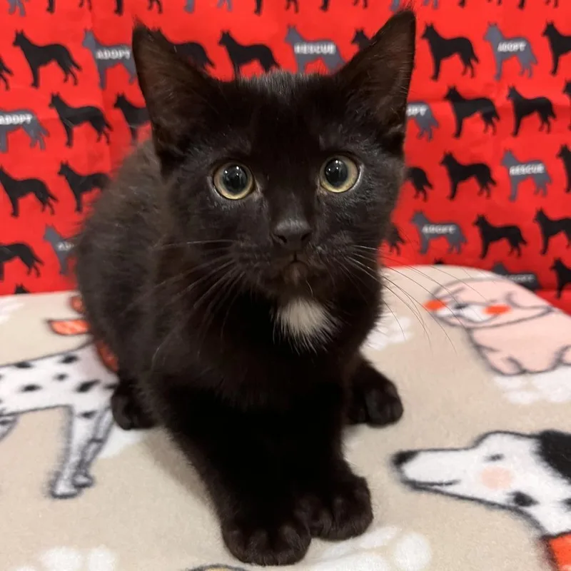 A baby small-sized male Domestic Short Hair cat named Quinten for adoption in Washburn, MO