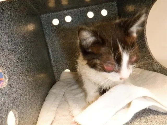A baby small-sized male Domestic Short Hair cat named Jason for adoption in San Jose, CA