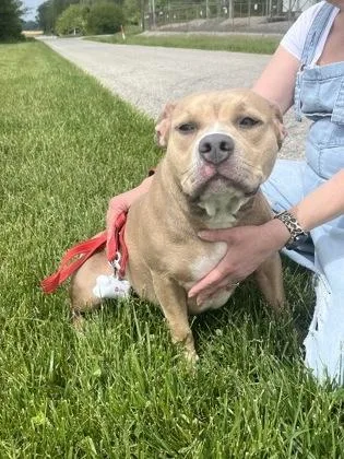 An adult medium-sized female Mixed Breed dog named Tansy for adoption in Columbus, IN