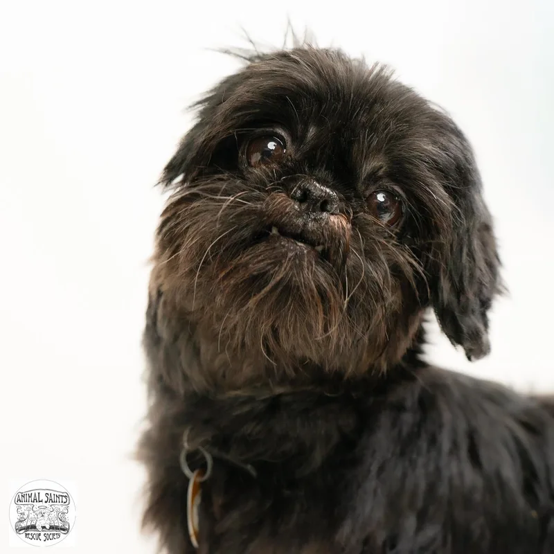 A young small-sized female Black Shih Tzu dog named Ananda for adoption in Fort Montgomery, NY