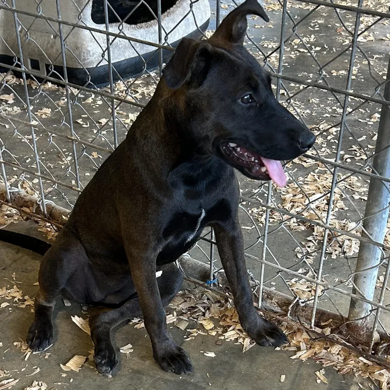 A baby medium-sized female Australian Cattle Dog / Blue Heeler dog named Brandy for adoption in Okolona, MS