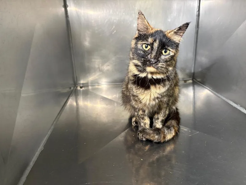 A young medium-sized female Domestic Short Hair cat named Isabell for adoption in Murray, KY