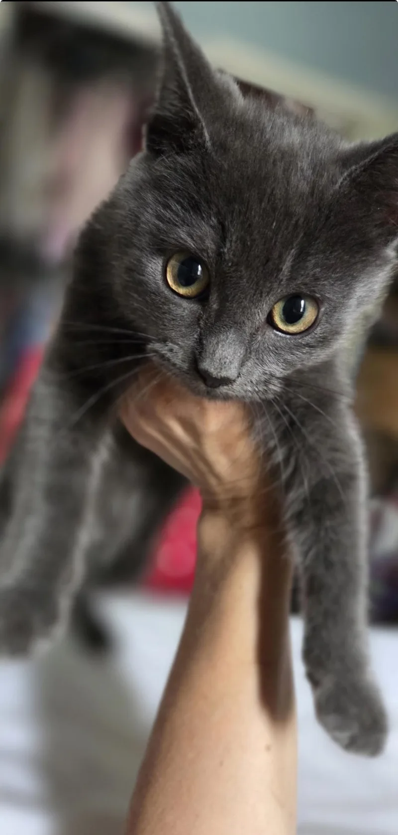 A baby medium-sized male Gray / Blue / Silver Domestic Short Hair cat named Moose for adoption in North Haledon, NJ
