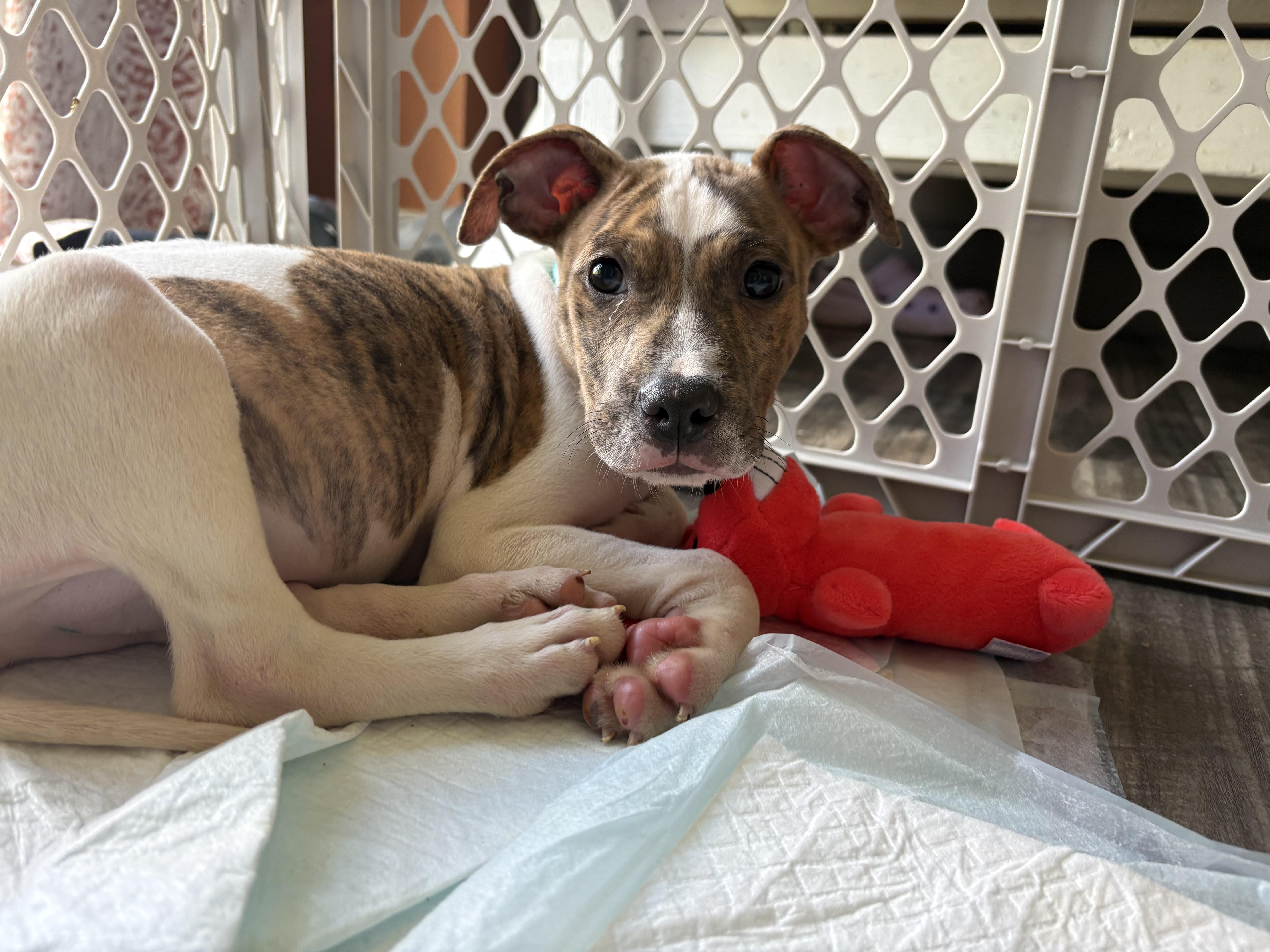 A baby medium-sized male Boxer dog named Canyon for adoption in Carmel, NY