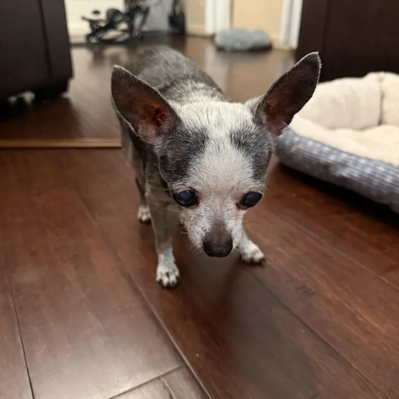 A senior small-sized female Chihuahua dog named Pebbles for adoption in Wilkesboro, NC