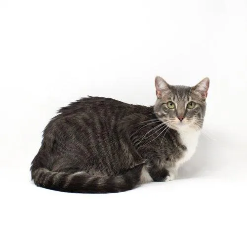 A baby medium-sized male Domestic Short Hair cat named Hedwig for adoption in Florence, AZ