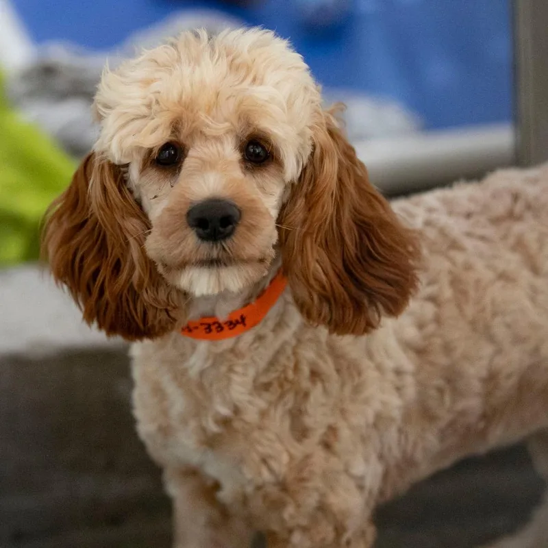 A young small-sized female Yellow / Tan / Blond / Fawn Cocker Spaniel dog named Diamond for adoption in Peyton, CO