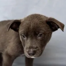 A baby medium-sized male White / Cream German Shepherd Dog dog named Sal for adoption in Liverpool, TX