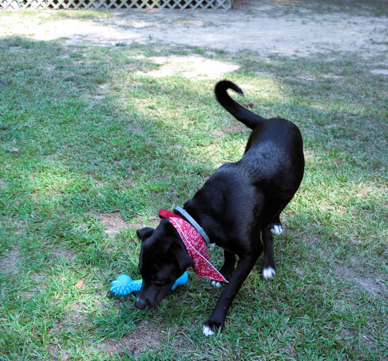 Bear Yogi thumbnail 2