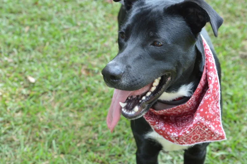 Bear Yogi thumbnail 4