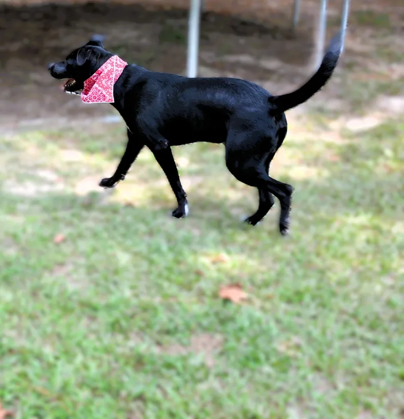 Bear Yogi thumbnail 5