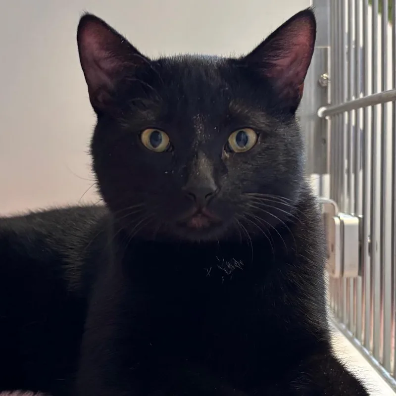 A young large-sized male Black Domestic Short Hair cat named Eduardo for adoption in Naperville, IL