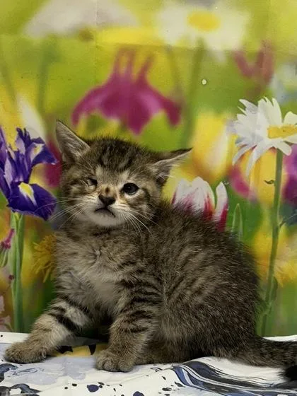 A young small-sized male Domestic Short Hair cat named Fern for adoption in San Antonio, TX