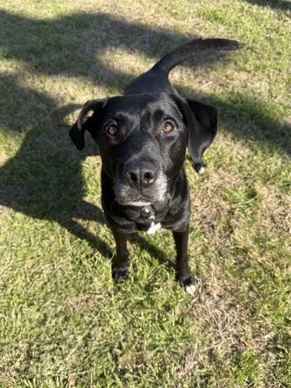 A senior medium-sized male Retriever dog named Rocket for adoption in Memphis, TN