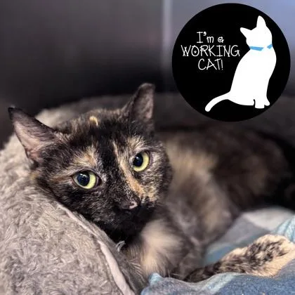 A young small-sized female Domestic Short Hair cat named Nilly for adoption in Janesville, WI