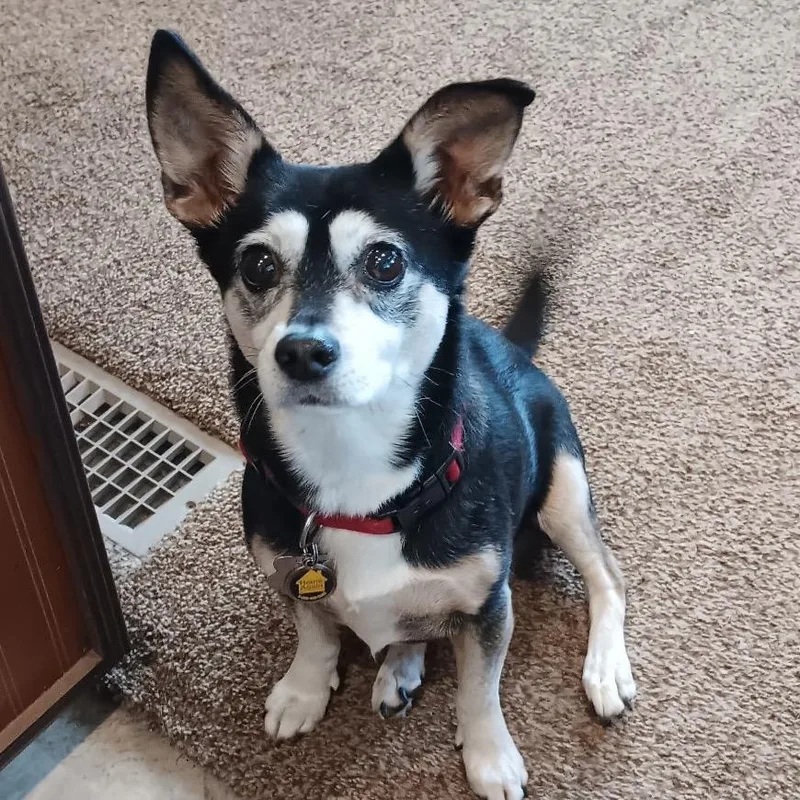 Chaka Khan thumbnail 2