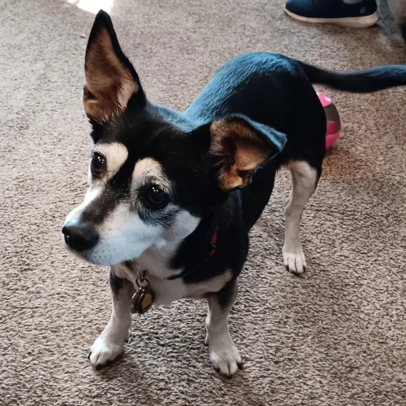 Chaka Khan thumbnail 3