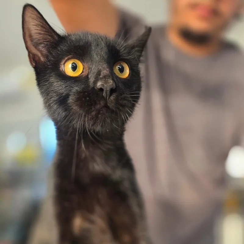 A baby medium-sized male Black Domestic Short Hair cat named Richard for adoption in Chapel Hill, NC