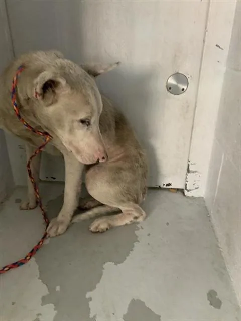 A young small-sized female Bull Terrier dog named Posse for adoption in Sacramento, CA