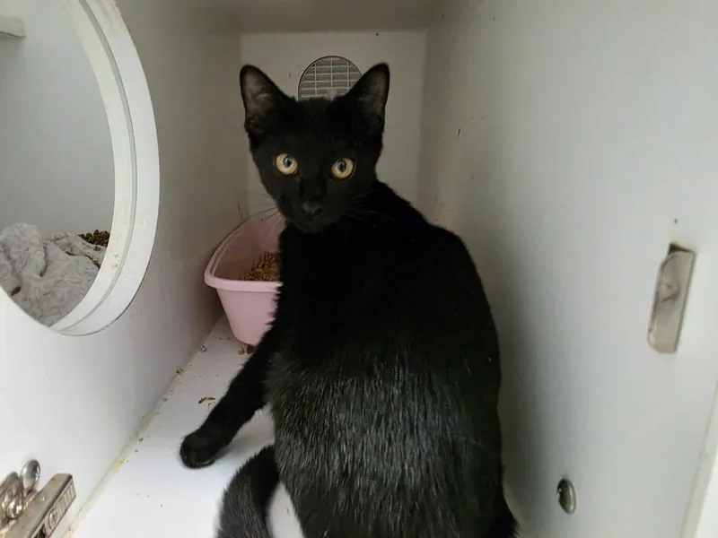 A baby small-sized female Black Domestic Short Hair cat named Cersei for adoption in Bossier City, LA