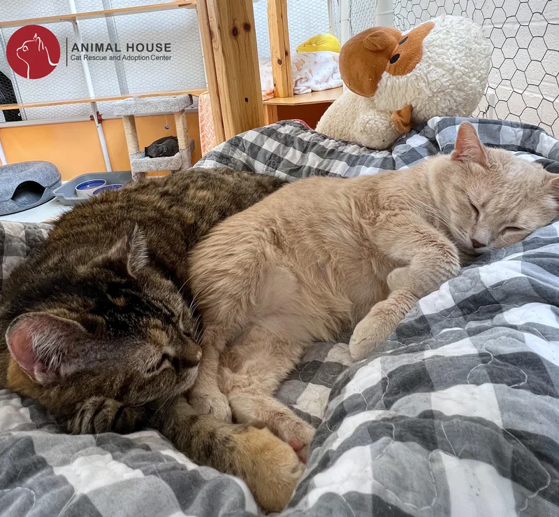 Cappuccino thumbnail 2