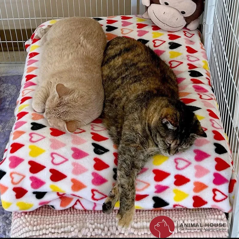 Cappuccino thumbnail 3