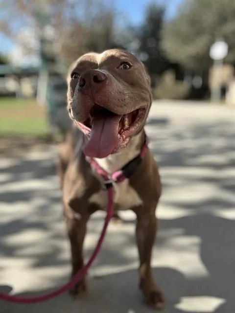 A young large-sized male Pit Bull Terrier dog named Stone for adoption in Riverside, CA