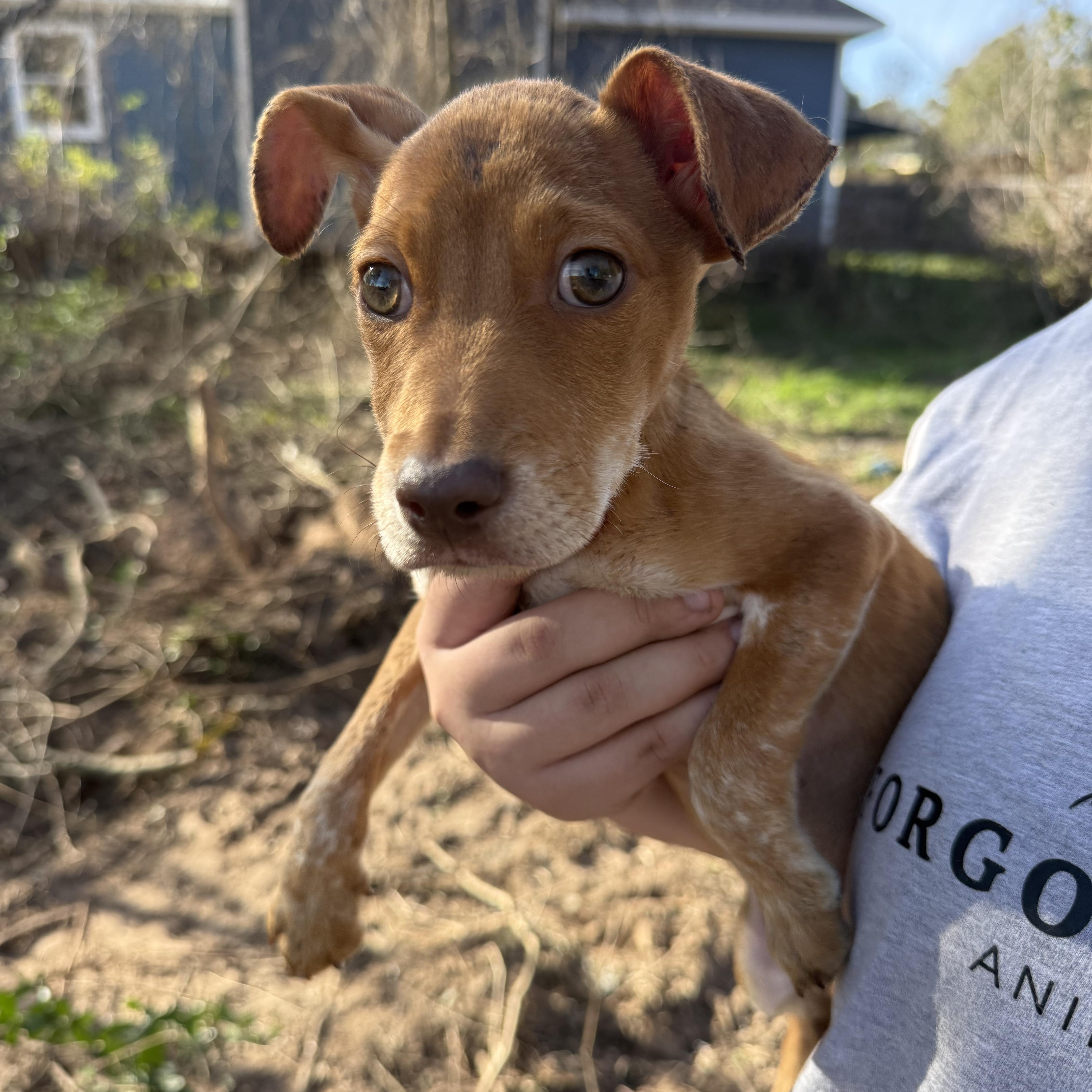 A baby small-sized female Mixed Breed dog named Amber for adoption in Spring, TX