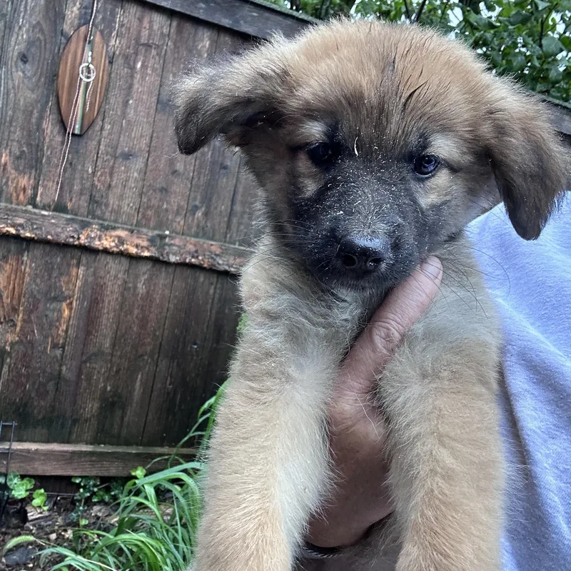 A baby medium-sized female Golden Retriever dog named Moorage for adoption in Wonder Lake, IL
