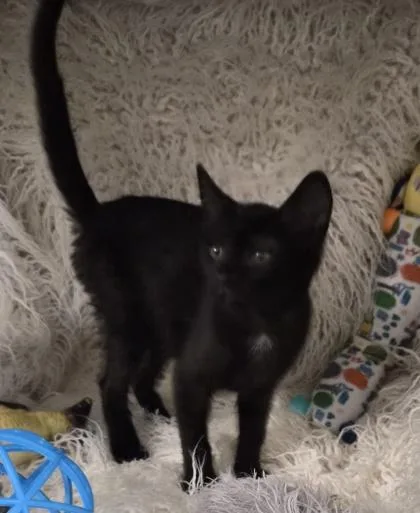 A baby small-sized female Domestic Short Hair cat named Maeve for adoption in Conway, SC