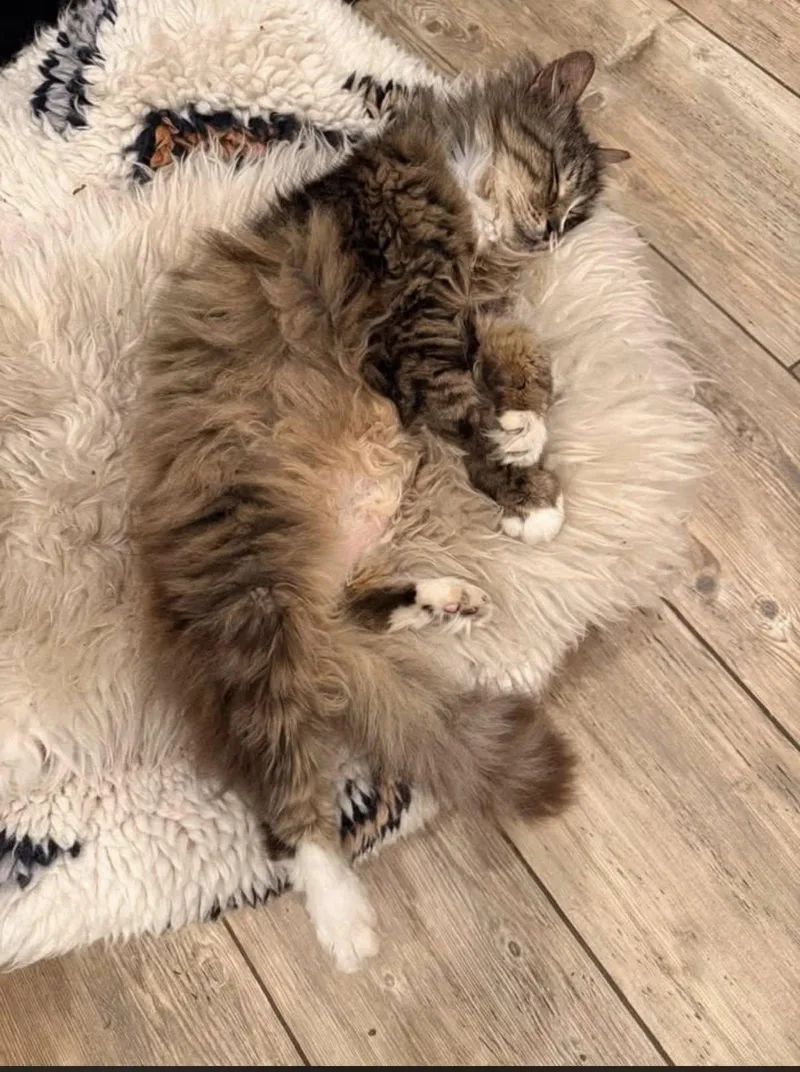 Oscar