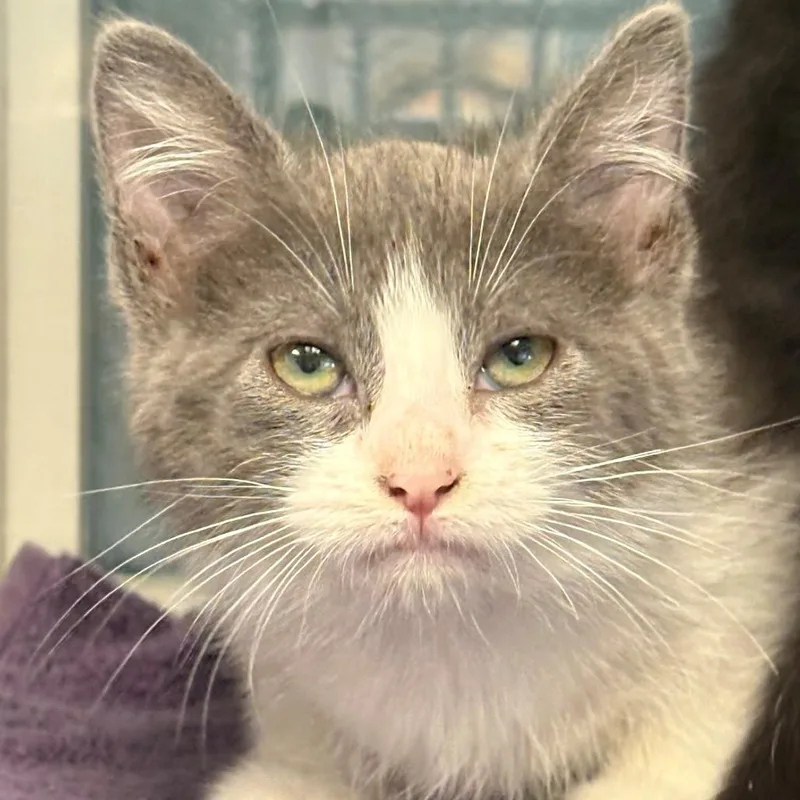 A baby small-sized female Gray / Blue / Silver Domestic Short Hair cat named Fauna for adoption in East Hanover, NJ