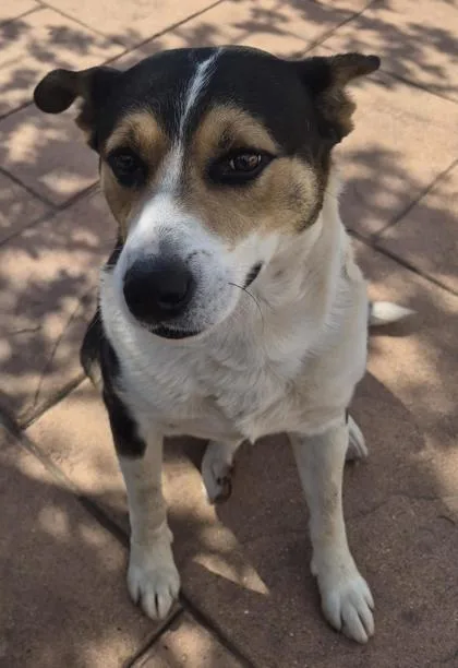 A young medium-sized male Beagle dog named Maverick for adoption in Shreveport, LA