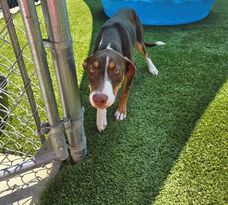 A young medium-sized female Tricolor (Brown, Black, & White) Shepherd dog named Lyra for adoption in Boonville, MO