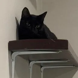 An adult medium-sized male Black Domestic Short Hair cat named Sylus C for adoption in Princeton, MN