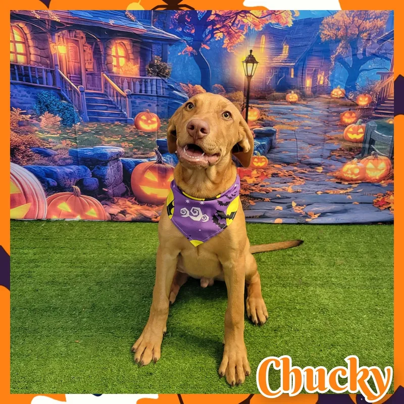 A young large-sized male Red / Chestnut / Orange Hound dog named Chucky for adoption in Daingerfield, TX
