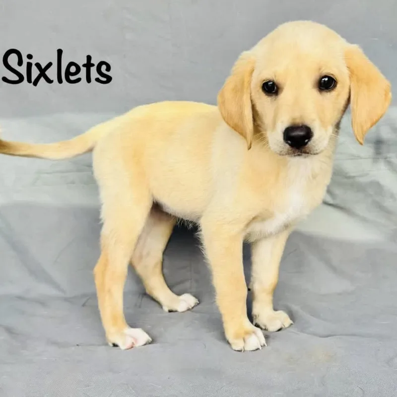 A baby medium-sized male White / Cream Yellow Labrador Retriever dog named Sixlets for adoption in Grand Junction, CO