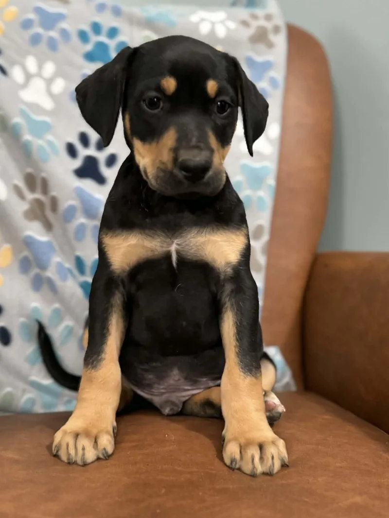 Douglas Dazzling thumbnail 2