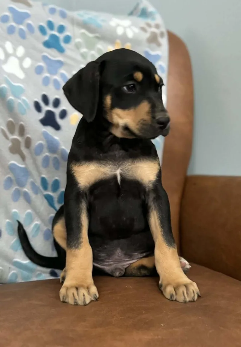 Douglas Dazzling thumbnail 3